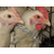 种鸡养殖场-九江种鸡-永泰种禽缩略图1