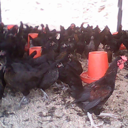 黑康鸡-永泰种禽-黑康鸡照片