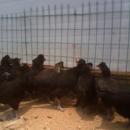 黑康鸡售价-永泰种禽有限公司-泰安黑康鸡