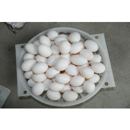 吉林鸽子蛋-中鹏农牧种鸽养殖基地(图)-鸽子蛋营养