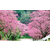 江西悟美森态横滨绯樱2020年樱花新品种早樱价格表缩略图1