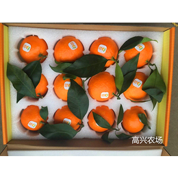 象山红美人柑橘苗 正宗爱媛28号 提供技术指导