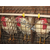 永泰种禽厂(图)-种鸡饲养-张家口种鸡缩略图1
