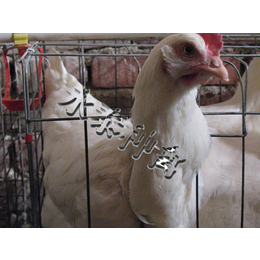 永泰种禽公司-邯郸种鸡-种鸡养殖场