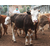 西门塔尔种牛繁育-种牛繁育-安徽池州畜源牧业公司缩略图1
