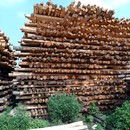 通信木杆生产厂家-通信木杆多少钱【客服在线】-通信木杆