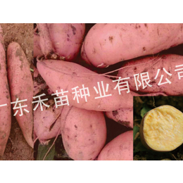 禾苗种业脱毒红薯种苗-济薯25