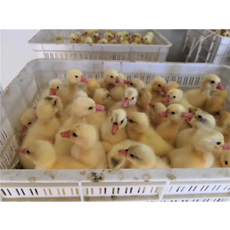 鹅苗批发市场-春发畜禽养殖(在线咨询)-鹅苗