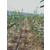 欧洲小叶椴价格-江苏栎树园农业-3公分欧洲小叶椴价格缩略图1
