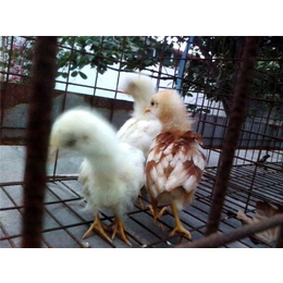 种鸡厂-永泰种禽-种鸡
