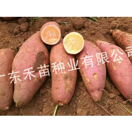 大连脱毒红薯种苗-脱毒红薯种苗 哪个好-禾苗种业(推荐商家)
