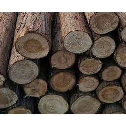 杉木桩价格-宣城顺发木业(在线咨询)-南京杉木桩
