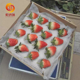 章姬草莓苗怎么卖-乾纳瑞农业-章姬草莓苗
