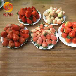 宁玉草莓苗供应-宁玉草莓苗-乾纳瑞农业(查看)