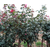 鹤壁树状月季种植-鹤壁树状月季-南阳春诚月季精选现货(查看)缩略图1
