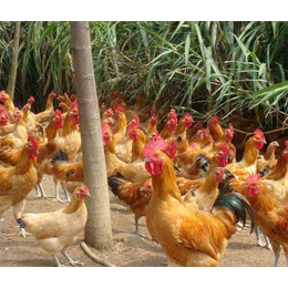 土鸡品种-泉儿沟养殖场-土鸡