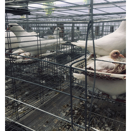 徐州现代化鸽子的养殖挣钱么服务放心可靠
